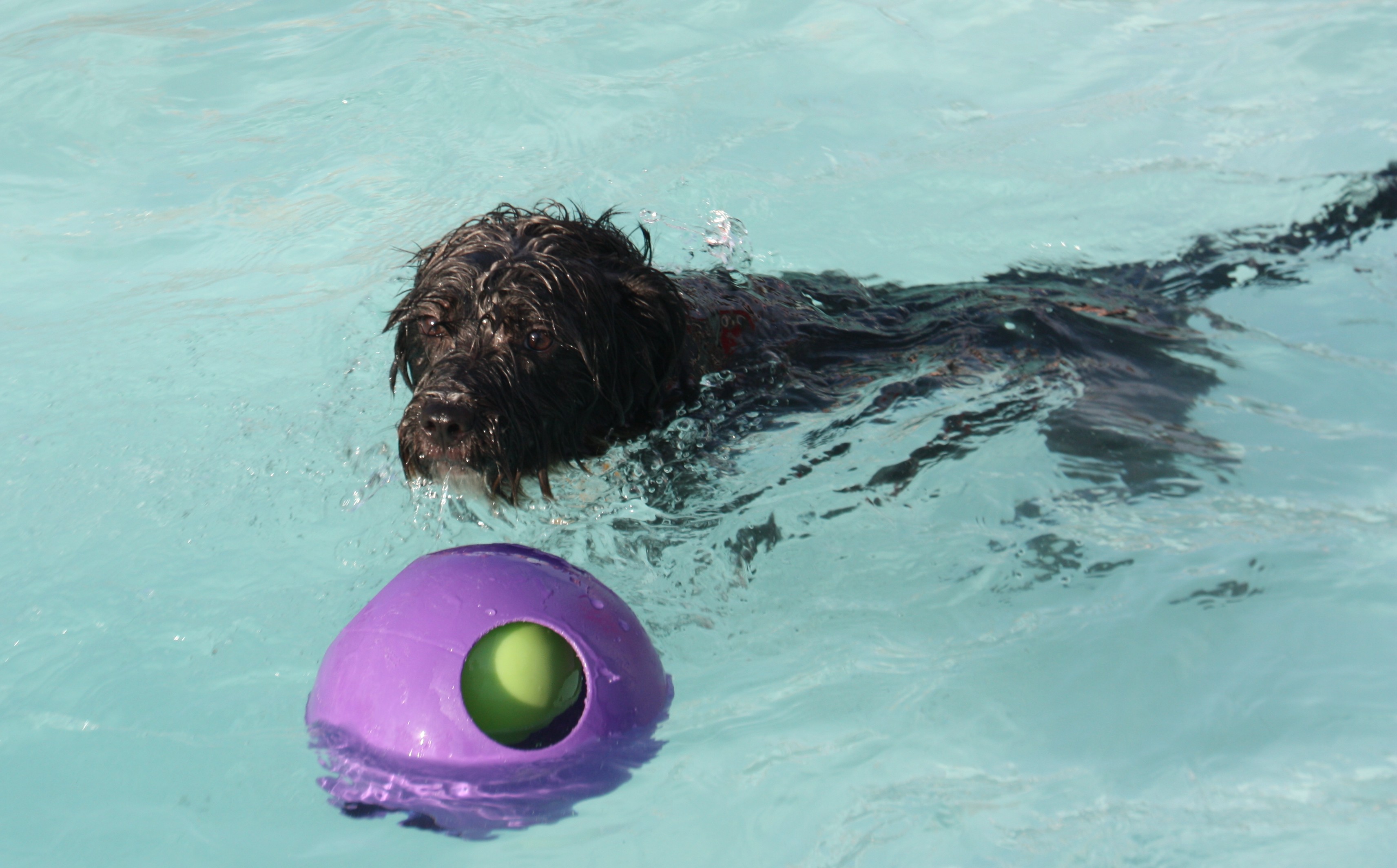 Pooch Plunge Fun