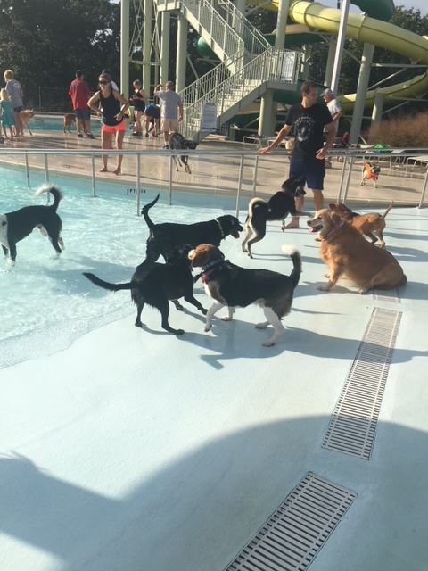 Pooch Plunge